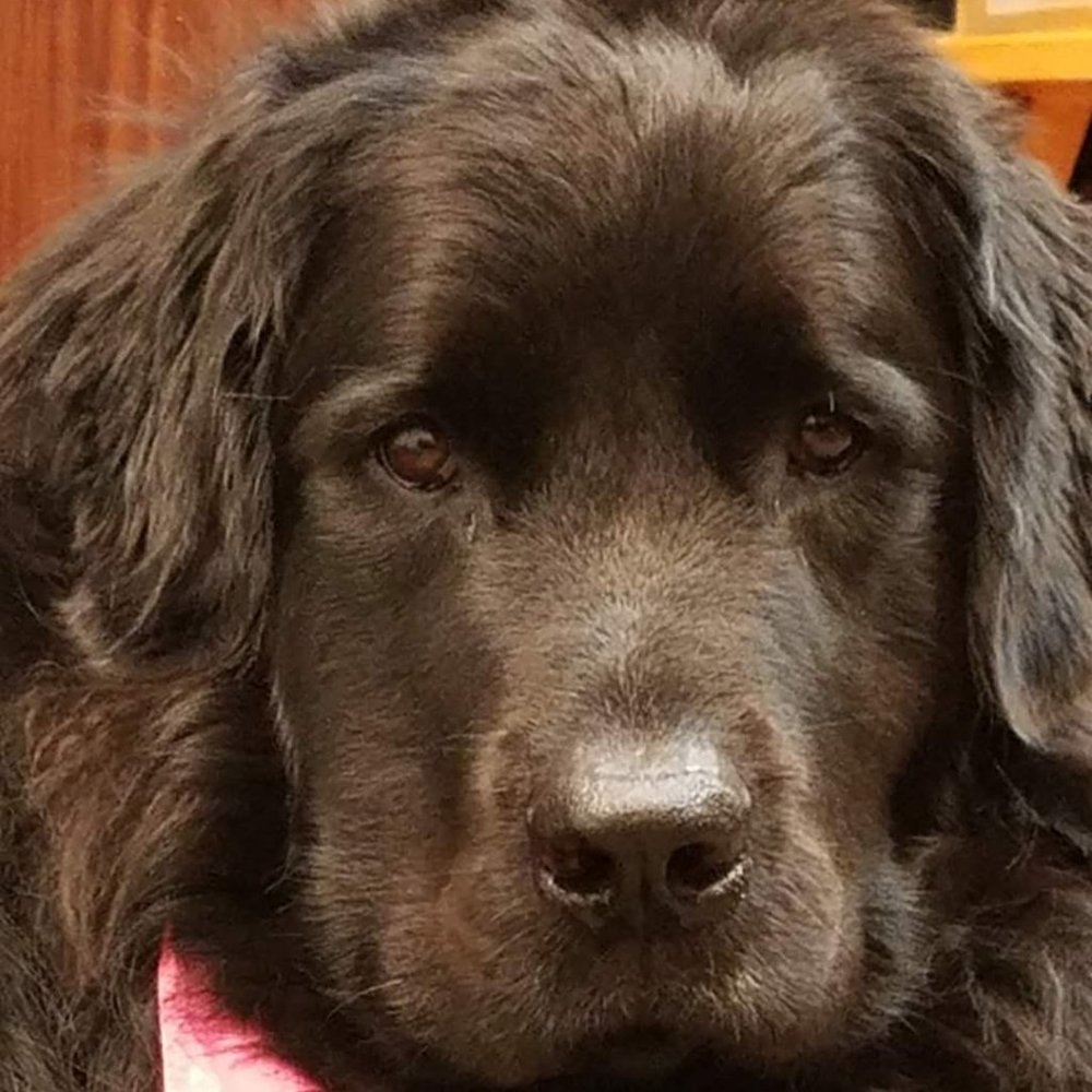 Meet your Posher, Dan